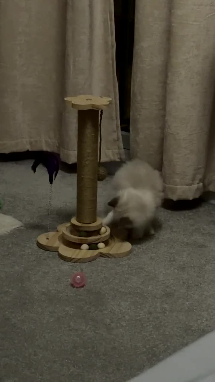 Ragdoll cats for sale: Adorable Blue & White European BiColour - Video 1