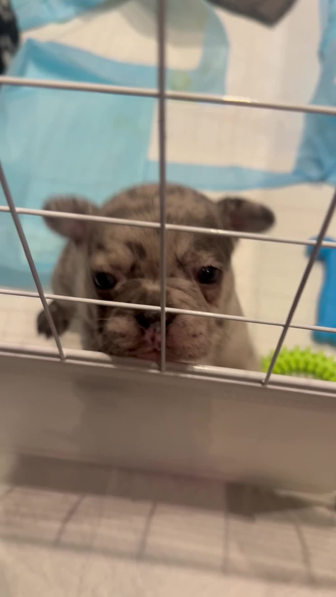 French Bulldog dogs for sale: French bulldog puppies looking for loving homes  - Video 2