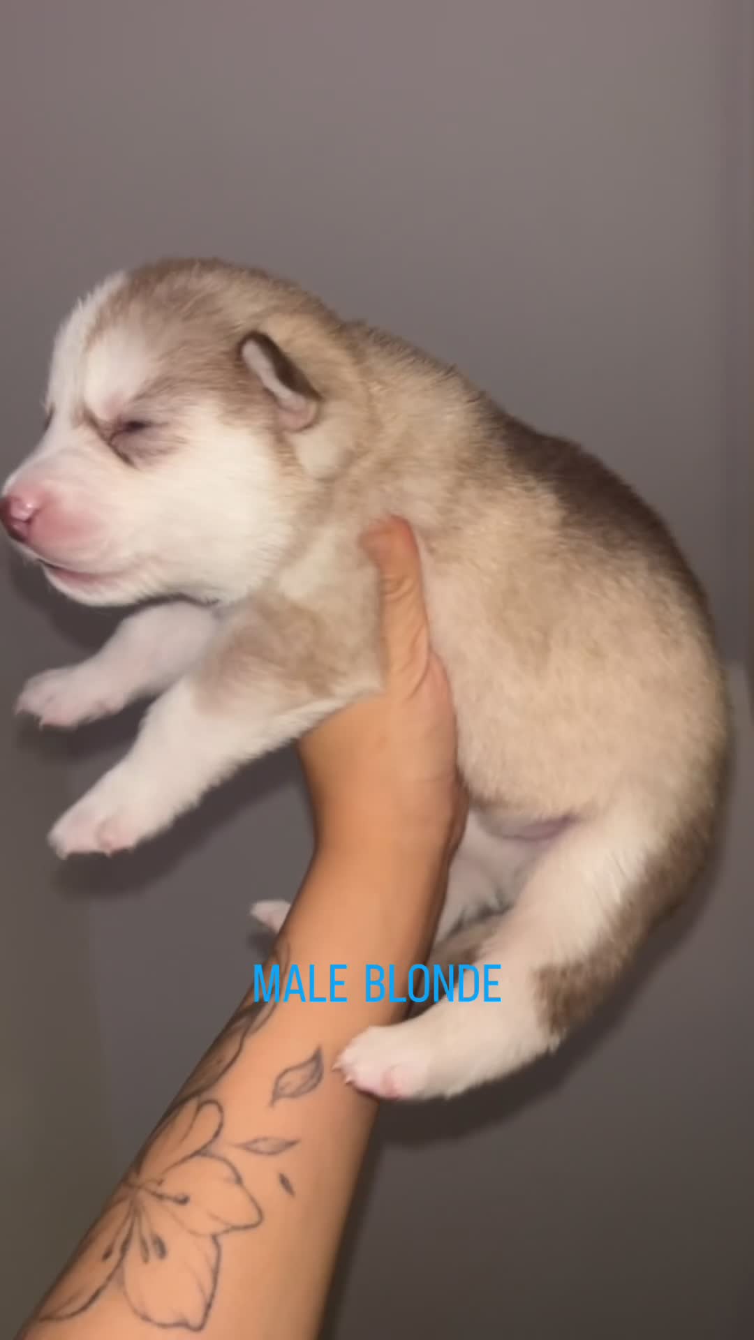 Siberian Husky dogs for sale: 1 PURE SIBERIAN HUSKY PUP LEFT - Video 2