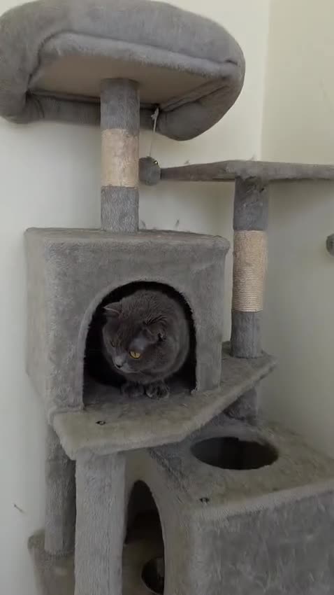 Domestic Shorthair cats for adoption: Lady Grey - Video 1