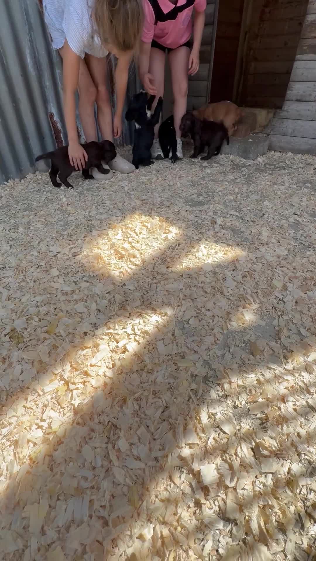 Cocker Spaniel dogs for sale: Cocker Spaniel pups  in Seaham - Video 2