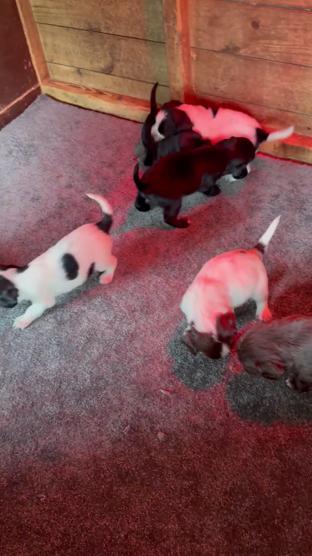 Sprocker dogs for sale: 7 beautiful sprocker puppies  - Video 2
