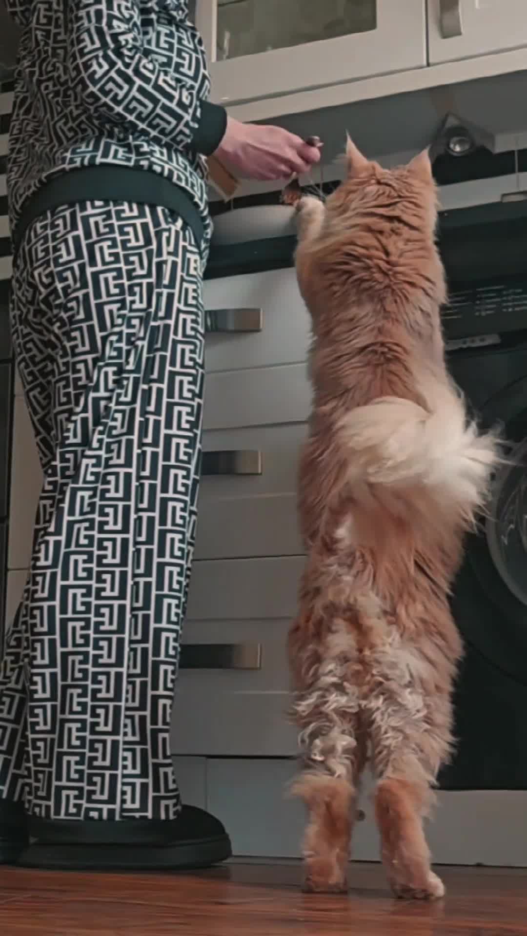 Maine Coon cats for sale:  Beautiful Siberian x Maine Coon Kittens Available - Video 1