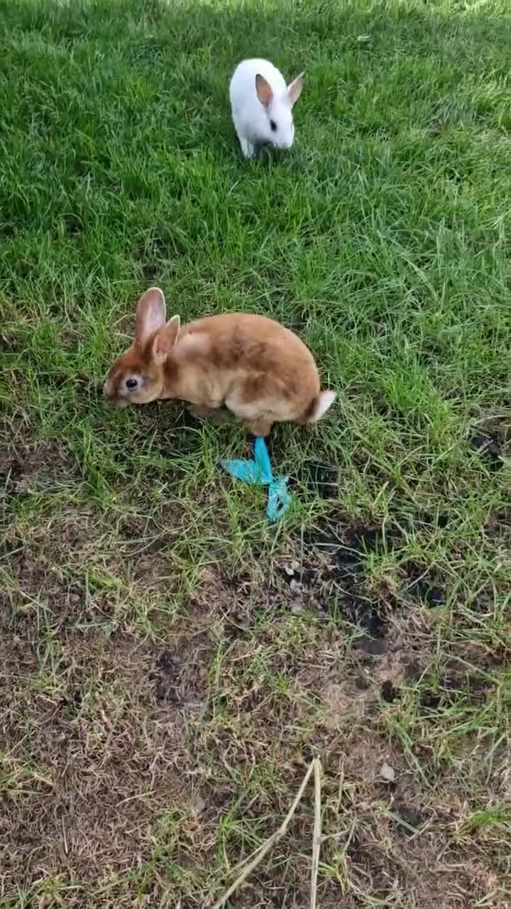 Mixed Breed rabbits for sale: bunnies in Plymouth - Video 1