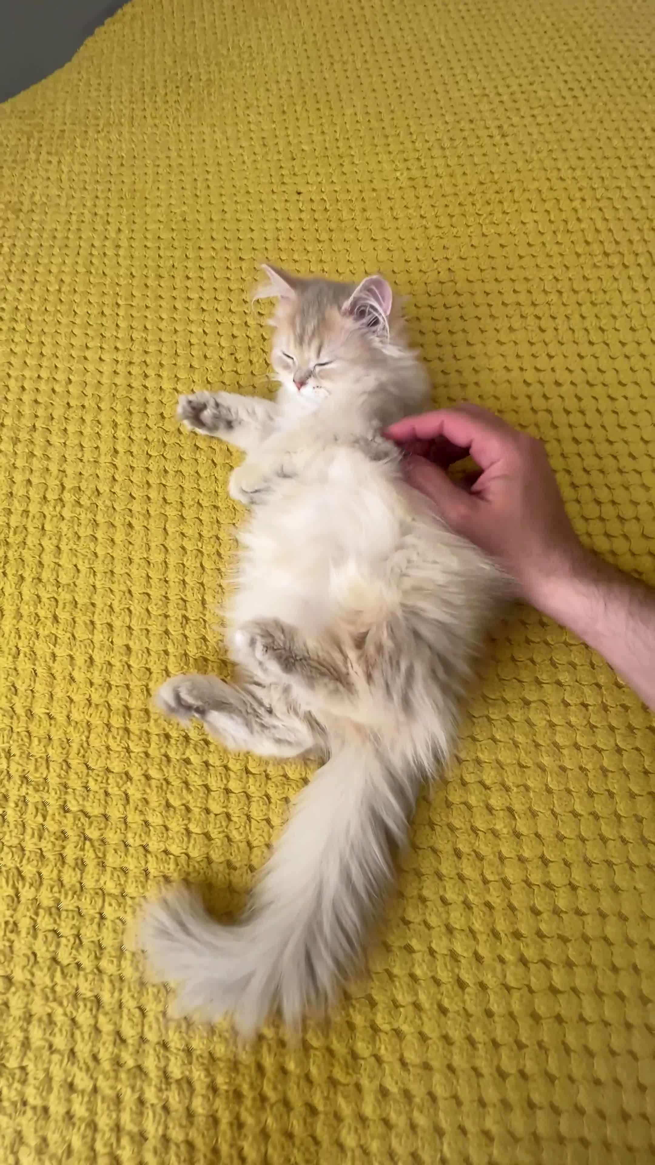 British Longhair cats for sale: TICA registered BLH & BSH Kittens - Video 1