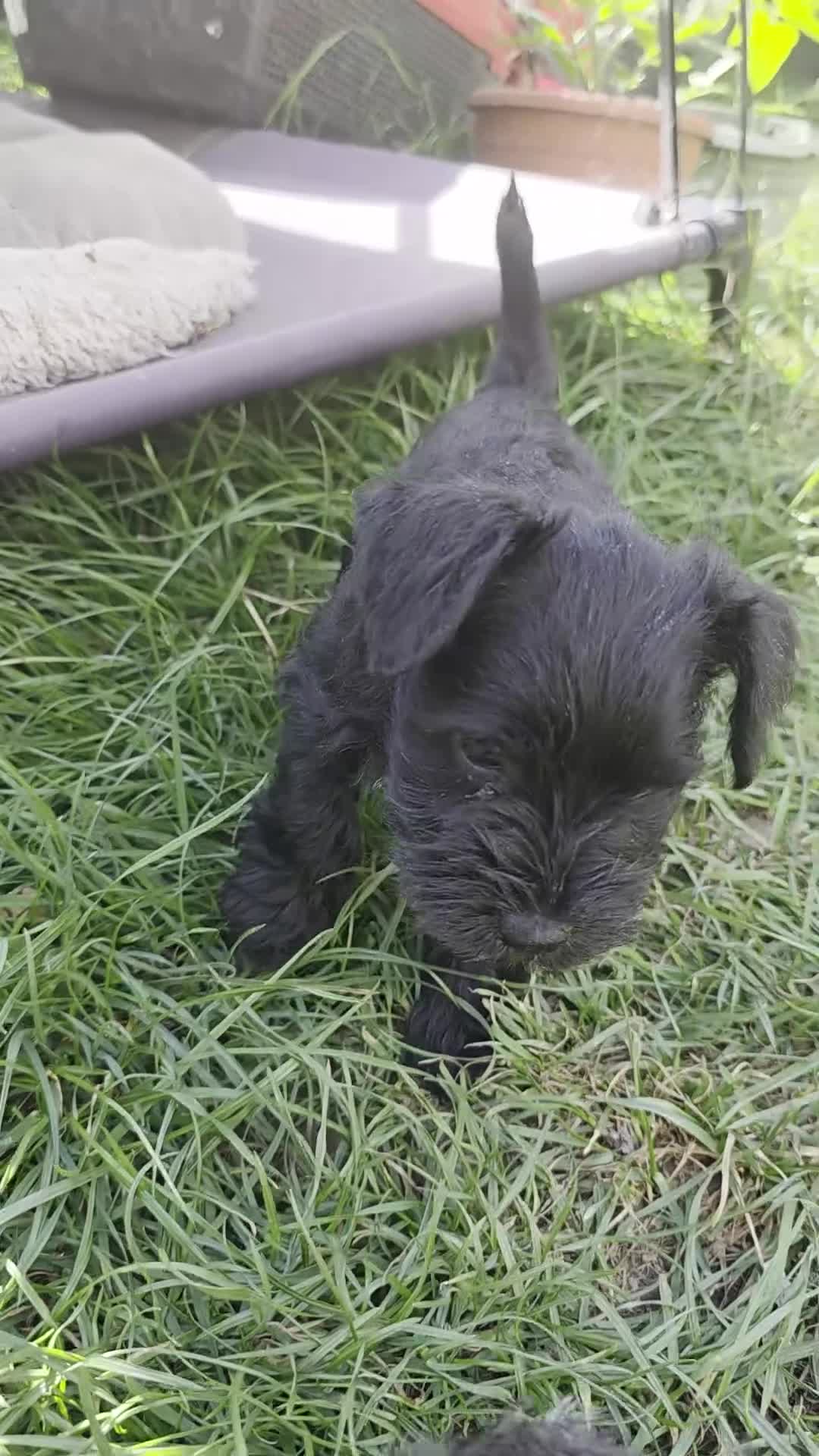 Miniature Schnauzer dogs for sale: Beautiful Miniature Schnauzers - Video 3
