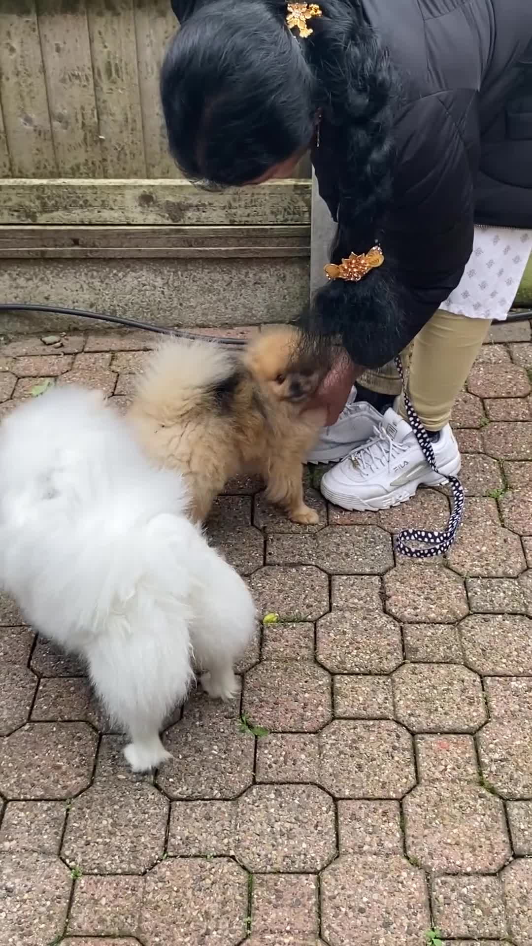 Pomeranian dogs for sale: EXTRA SMALL POMERANIAN PUPPIES  - Video 4