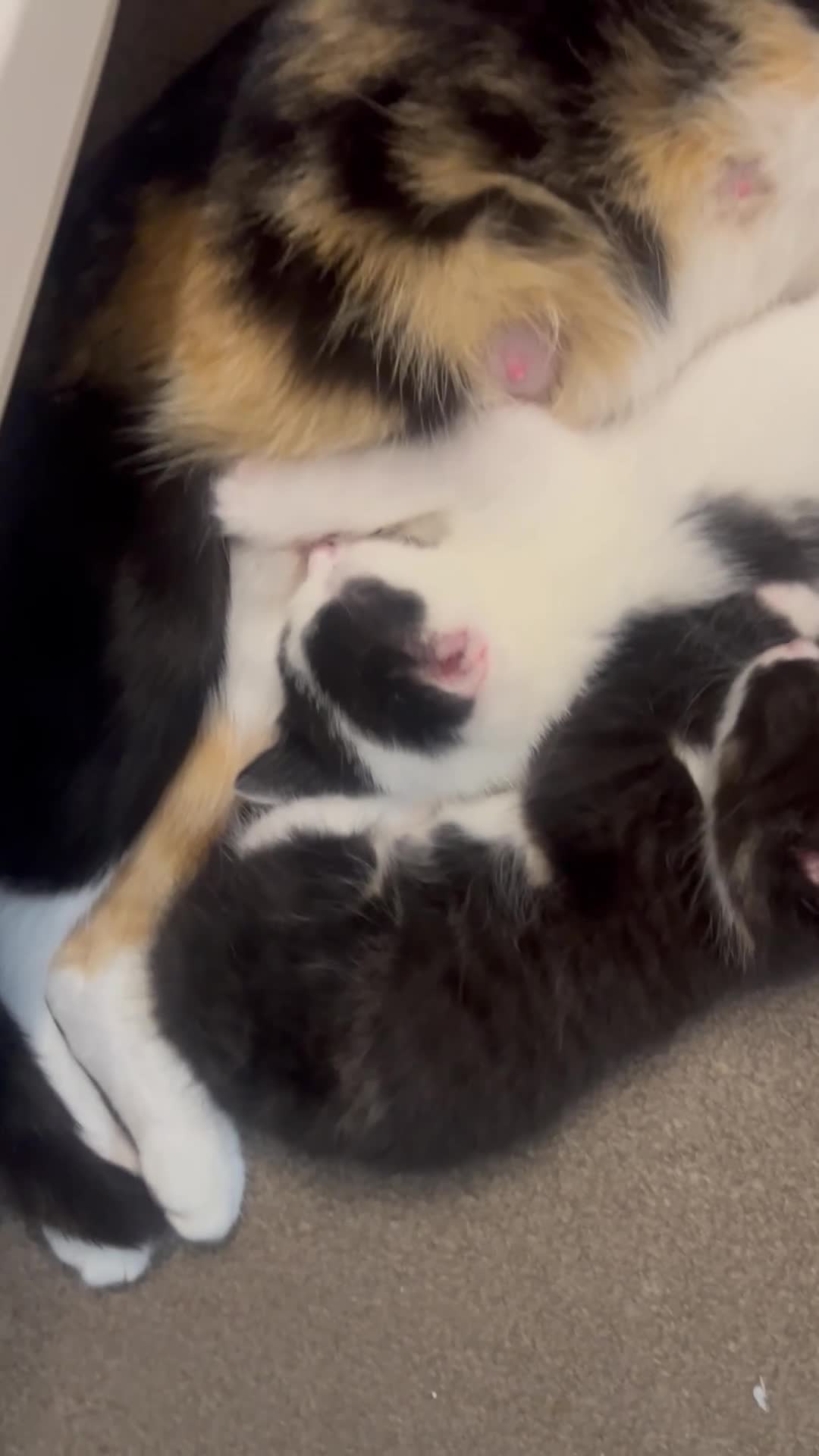 Mixed Breed cats for sale: A Surprise Litter. Dot’s first and last!  - Video 1