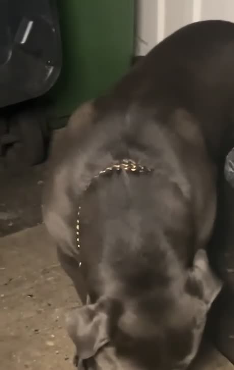 Cane Corso dogs for sale: cane corso  - Video 1