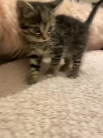 Mixed Breed cats for sale: Gawjus kitties  - Video 4