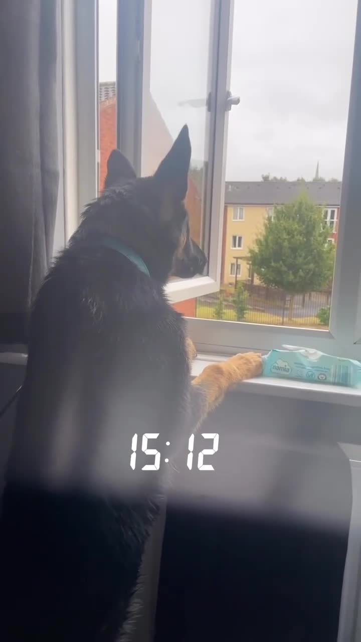 Mixed Breed birds for sale: German Shepherd - Video 2