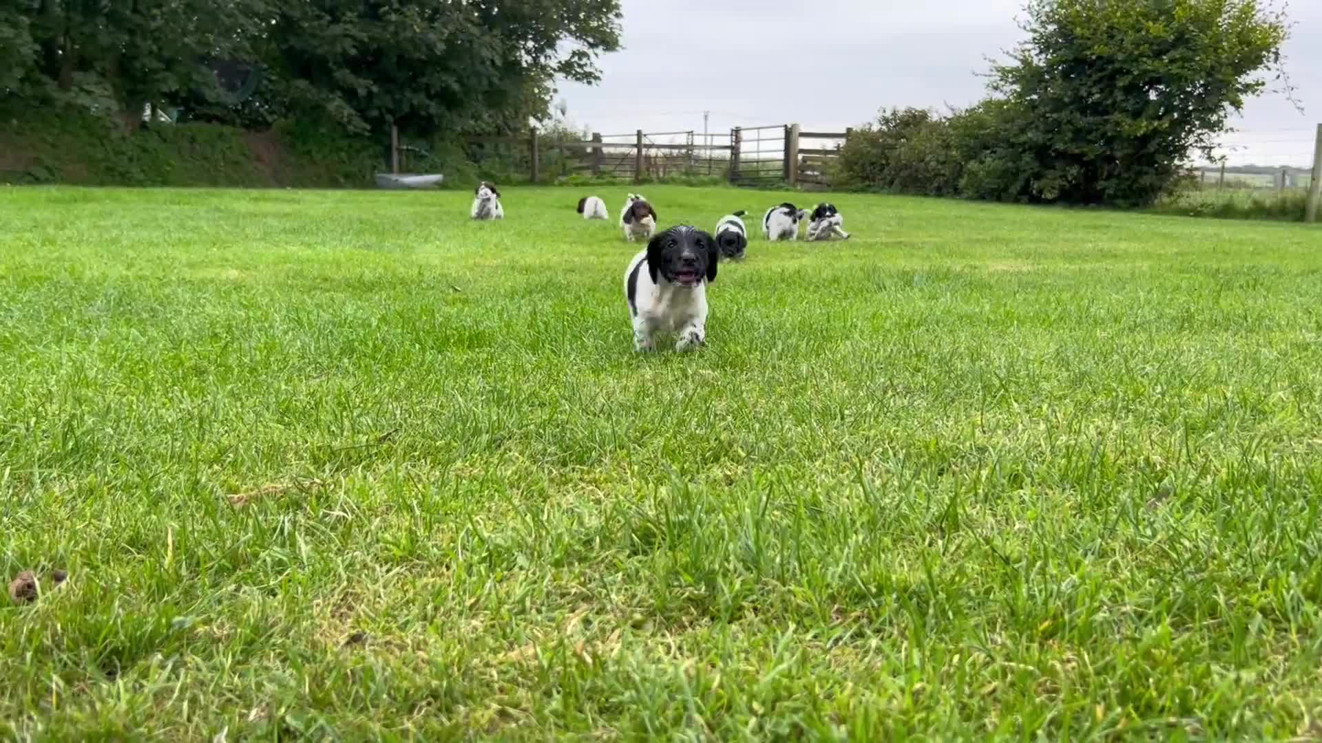 English Springer Spaniel dogs for sale: **8 LEFT! STUNNING KC REG SPRINGER SPANIEL PUPPIES - Video 1