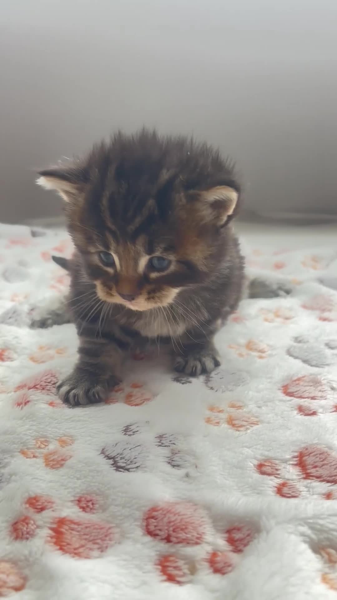 Maine Coon cats for sale: 4 Maine Coon kittens -friendly, cuddly, ready may - Video 4