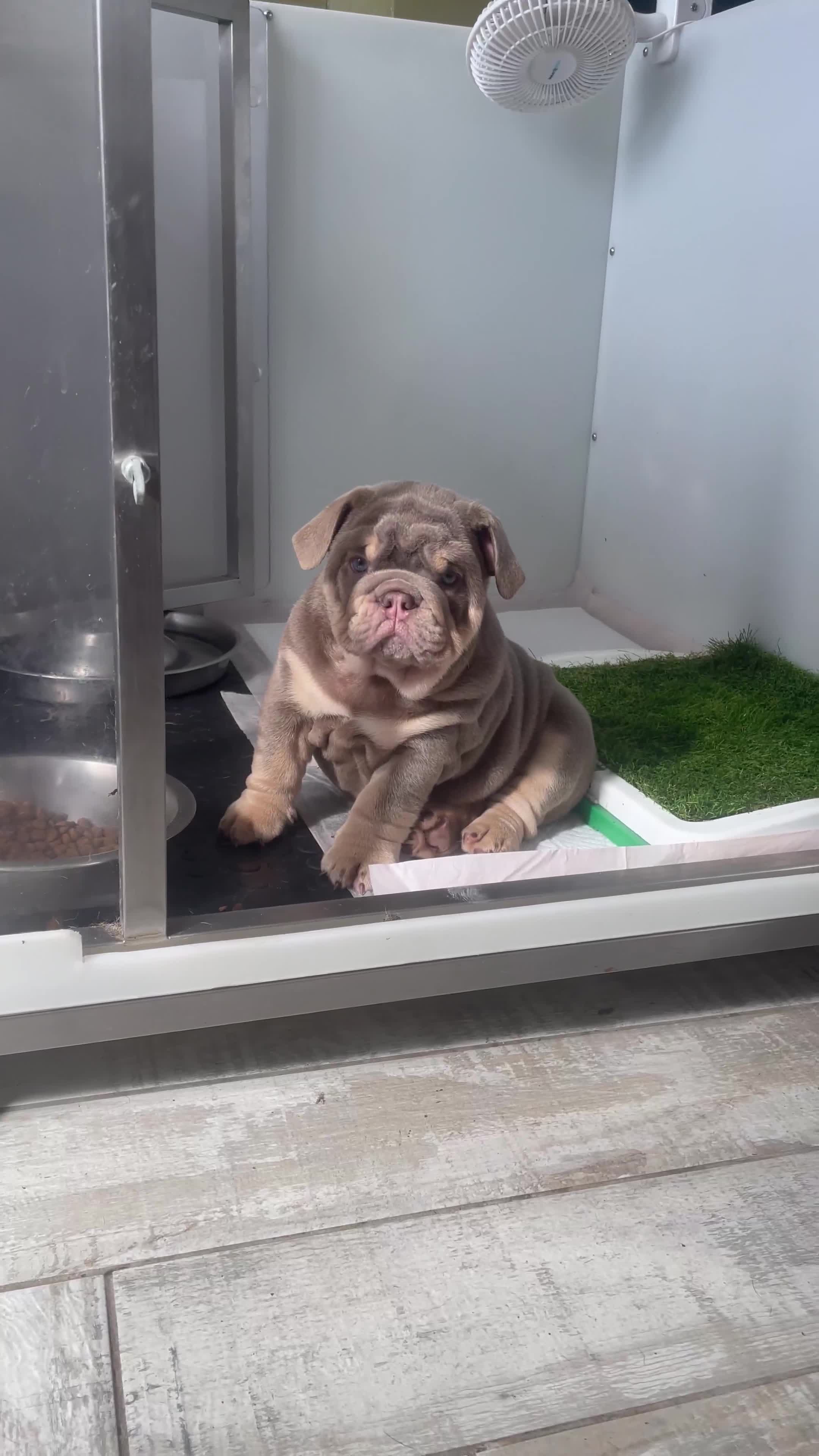 English Bulldog dogs for sale: British bulldog  - Video 4