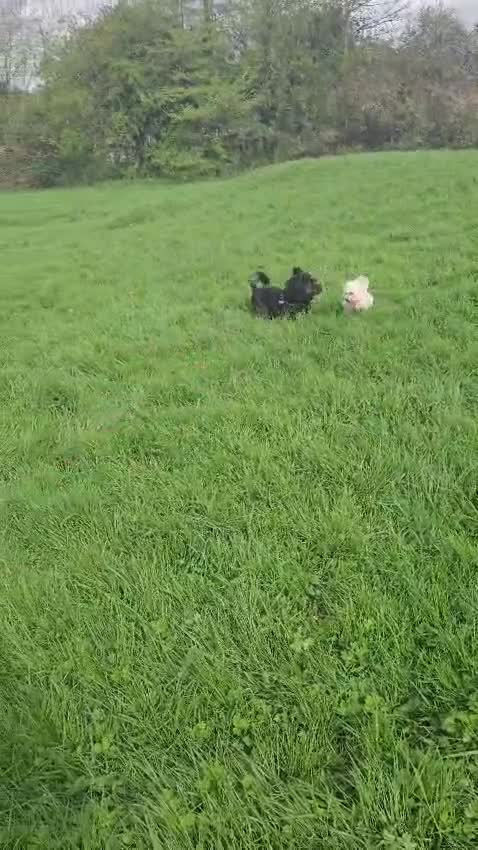 Bolognese dogs for sale: TILLY OUR BICHON BOLOGNESE - Video 1