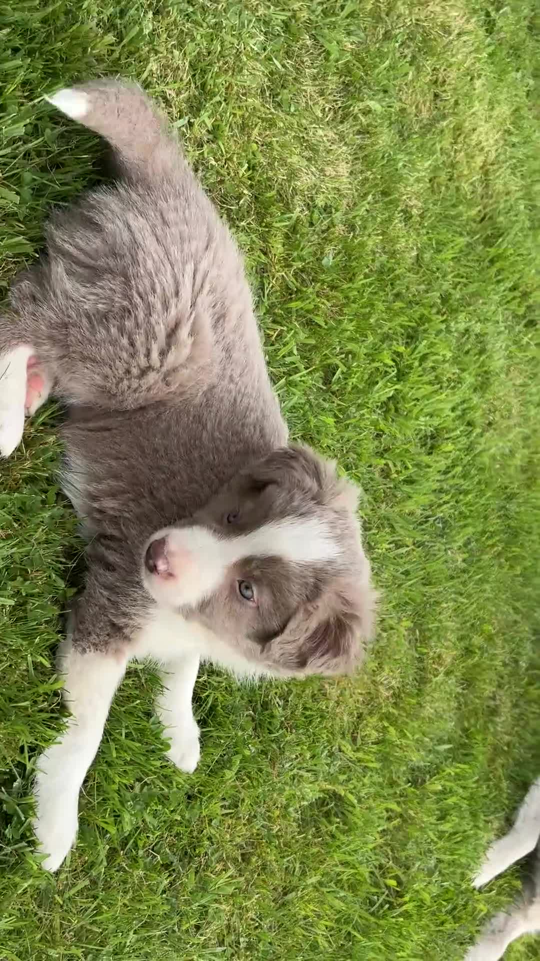Border Collie dogs for sale: Rare Welsh Border Collie Puppies - Video 2