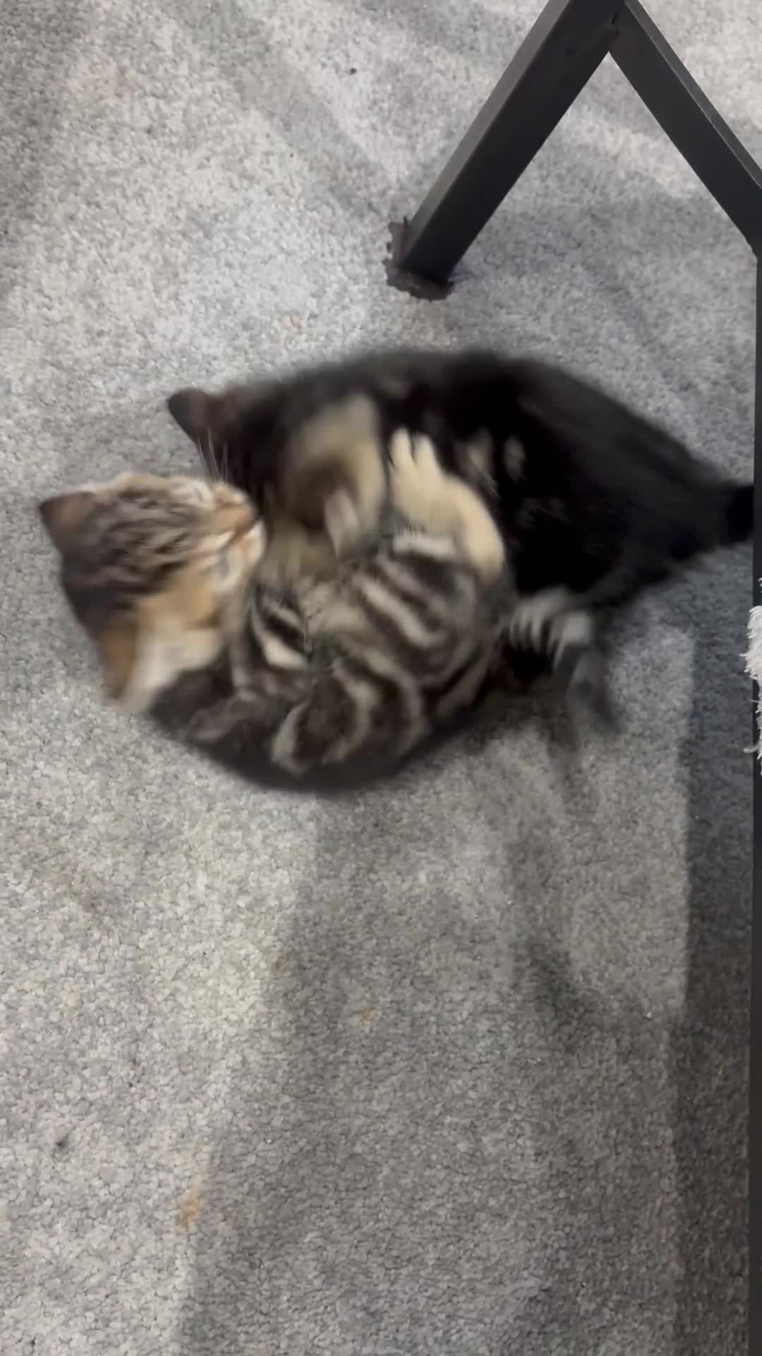 Mixed Breed cats for sale: 4 Tabby’s and 1 Black kitten for sale!  - Video 2