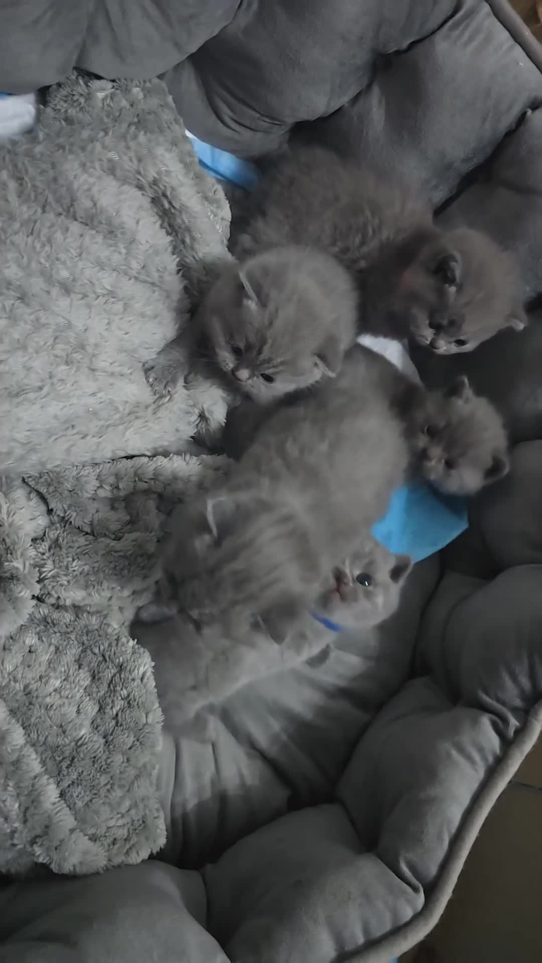 British Shorthair cats for sale: First Litter British Shorthair Pedigree Breed Blue - Video 1