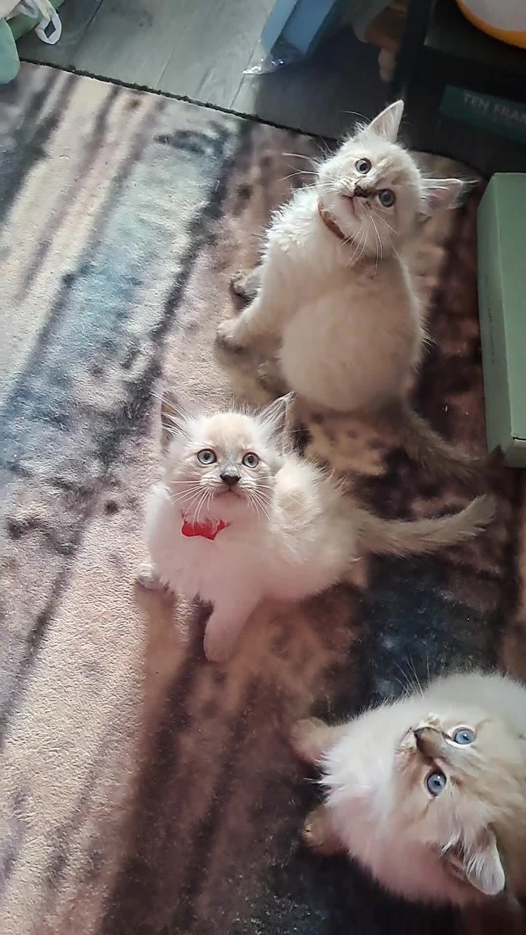 Mixed Breed cats for sale: Beautiful blue-eyed kittens 😸  - Video 1