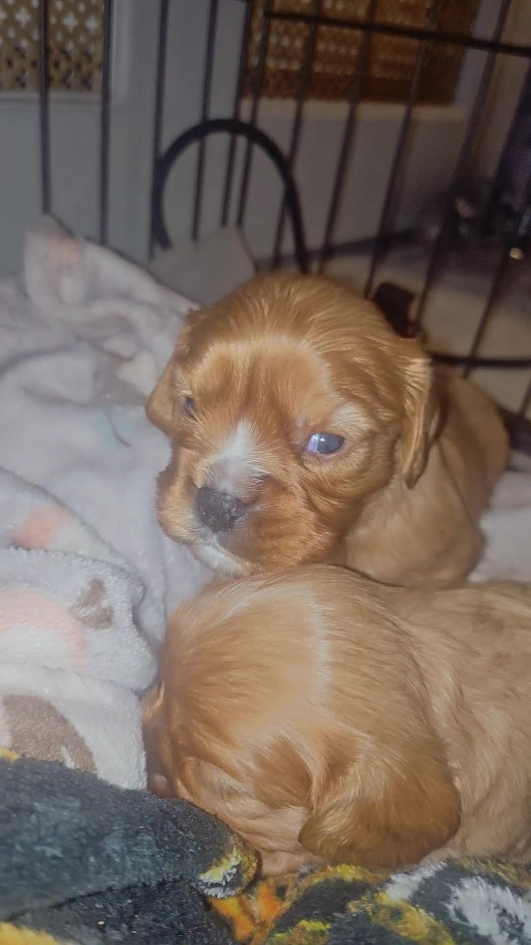 Cavalier King Charles Spaniel dogs for sale: Cavalier king charles puppys READY NOW pedigree KC - Video 1
