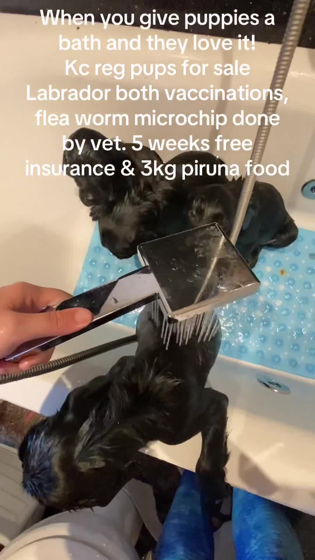 Labrador Retriever dogs for sale: Kc Labrador puppy ALLinjectionsfleawormchipinsured - Video 3