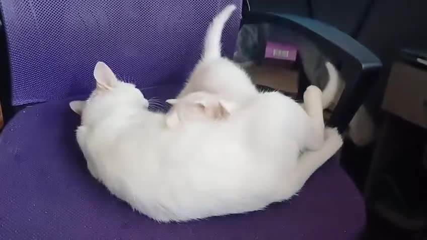 Mixed Breed cats for sale: Pure White brother and sister  - Video 1