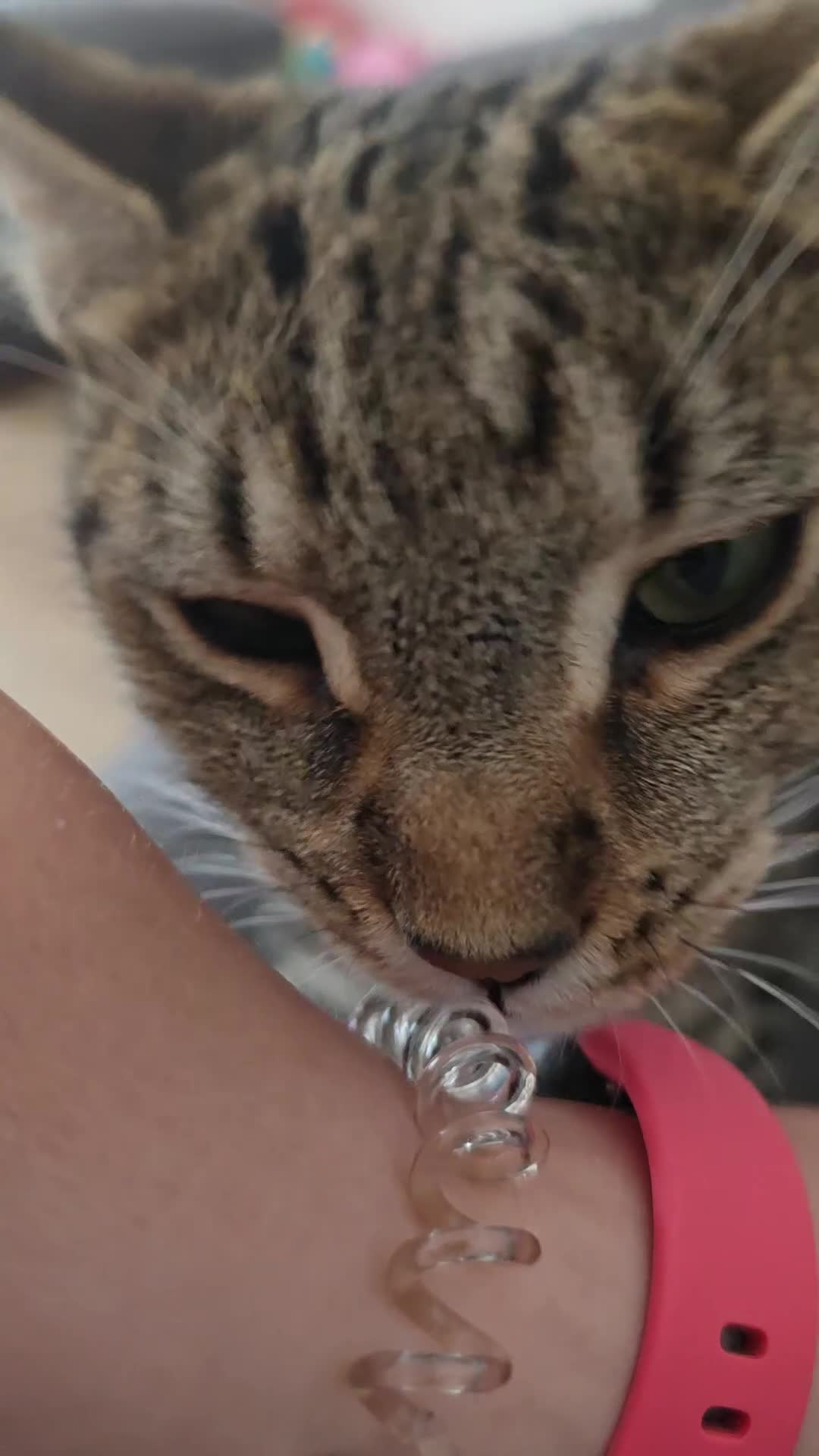 Mixed Breed cats for sale: Beautiful tabby - mixed bengal cat - Video 2