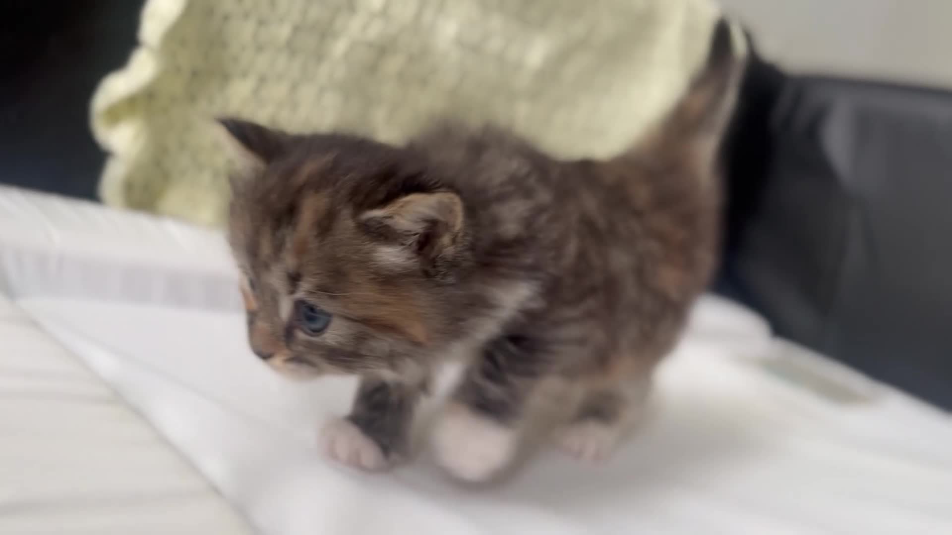 British Shorthair cats for sale: 3 British Shortair Males and 1 Longhair Female  - Video 1