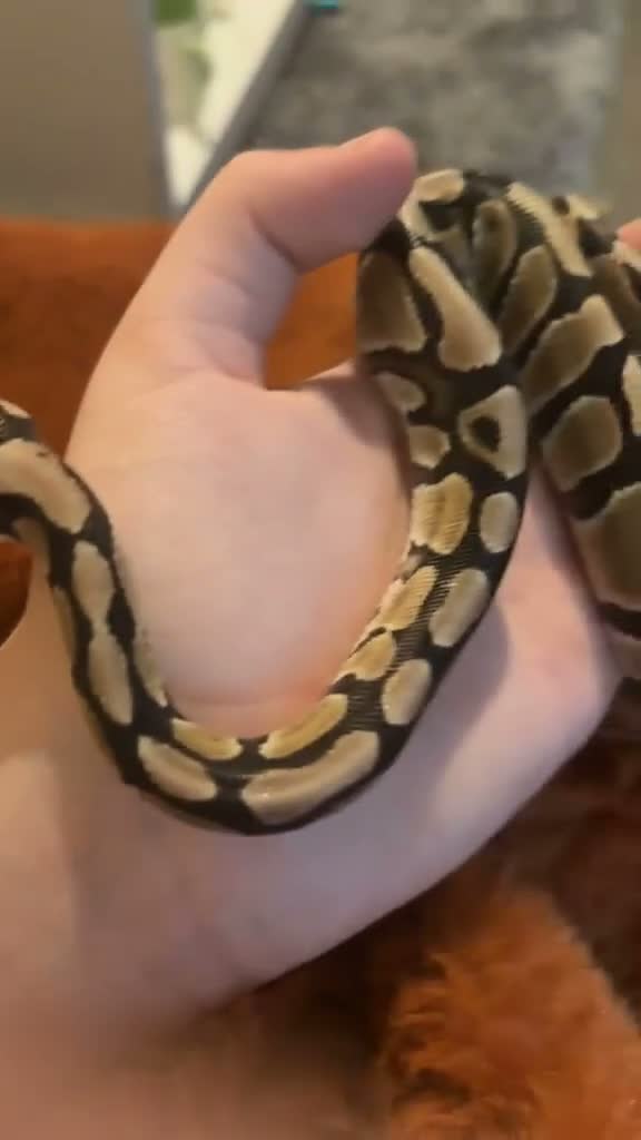 Python Snake reptiles for sale: Baby Female Royal Python  - Video 2