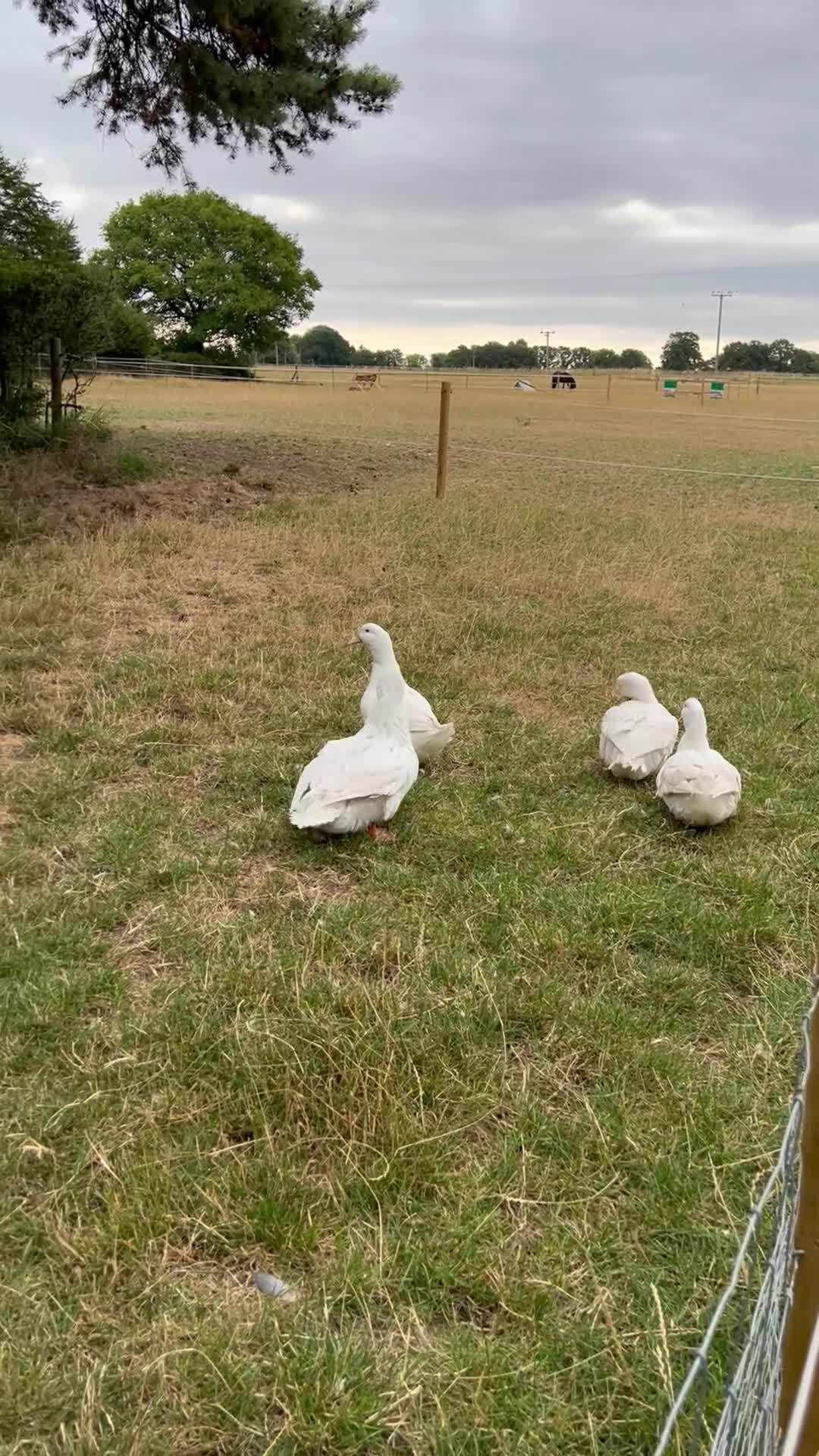 Ducks poultry for sale: FEMALE DUCKS  - Video 1