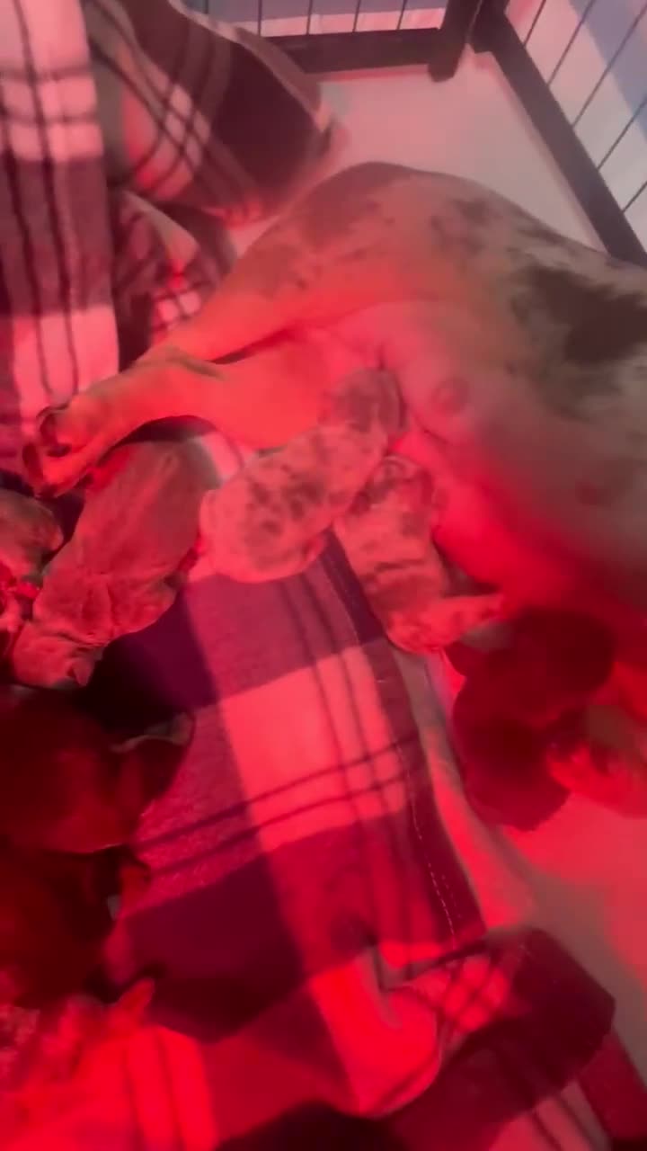 French Bulldog dogs for stud: Lilac and Tan French Bulldog Stud  - Video 2
