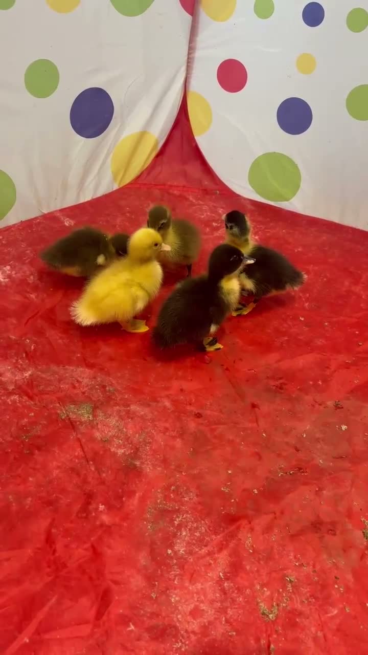 Ducks poultry for sale: Mixed breed ducklings  in Norwich - Video 1