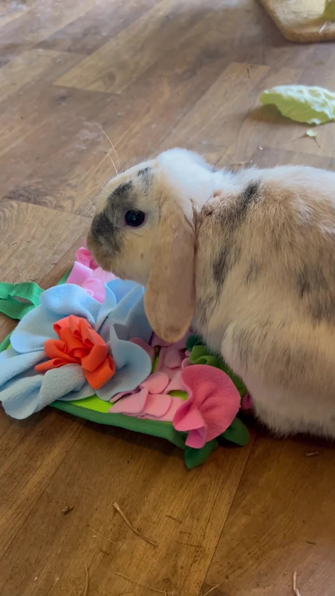 Mini Lion Lop rabbits for sale: Female Mini Lion Lop Ready Now 🩷 in Luton - Video 2