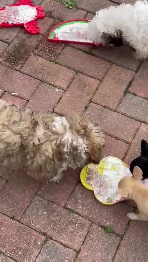 Shihpoo dogs for sale: Sad sale of our shihpoo girl lottie - Video 5