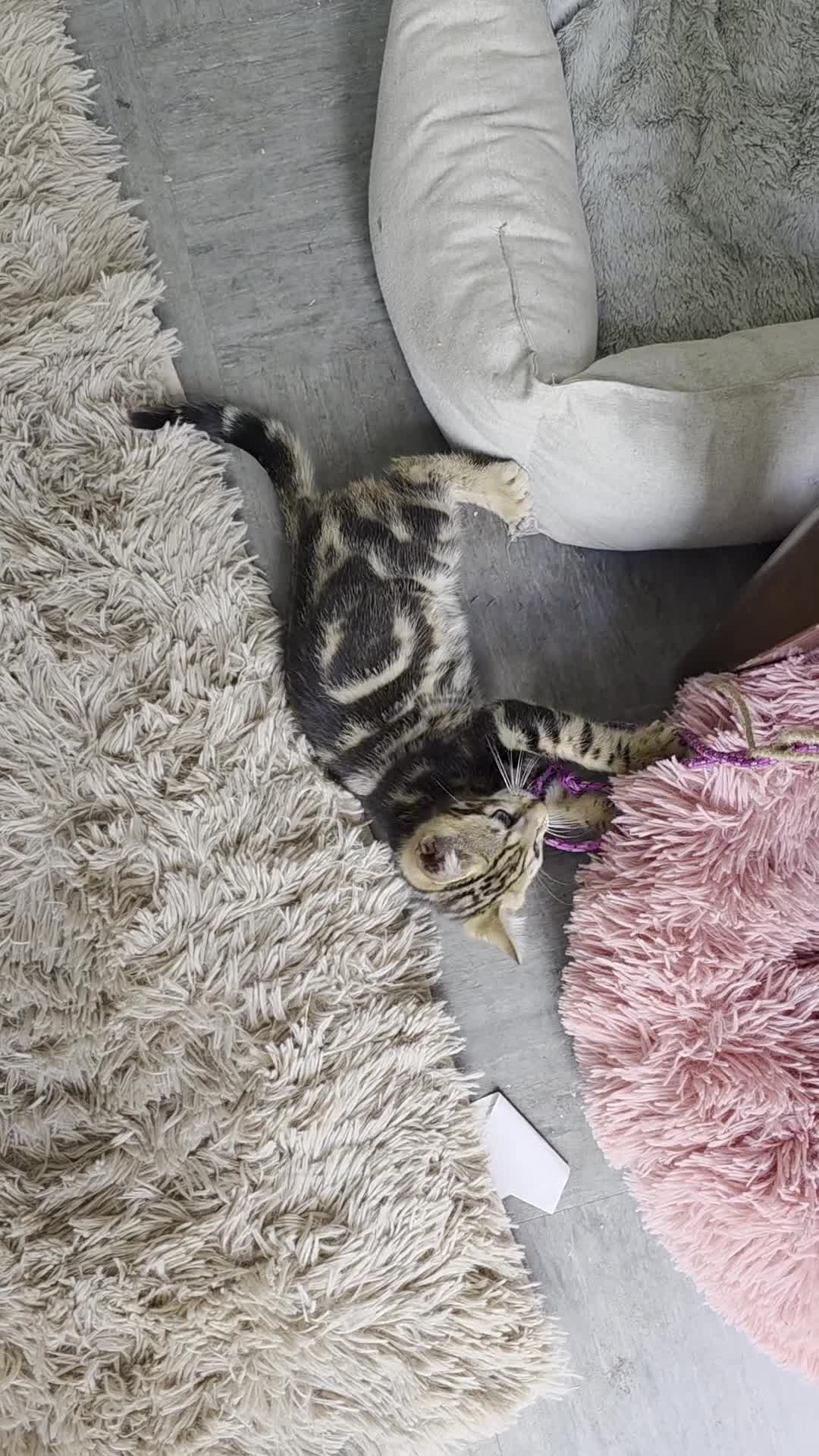 Bengal cats for sale: Beautiful Marble Bengal kitten boy ready now - Video 1