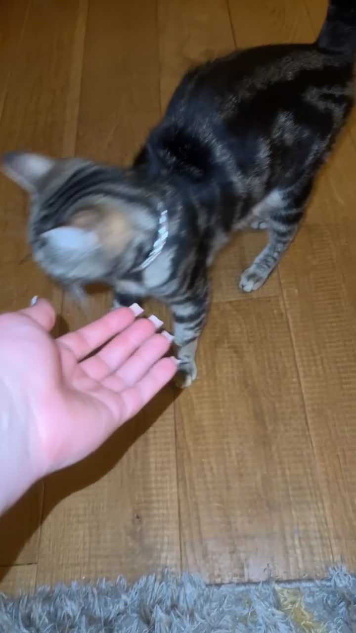 American Shorthair cats for sale: 🐾 Adorable American Shorthair Kittens! 🐾 - Video 2