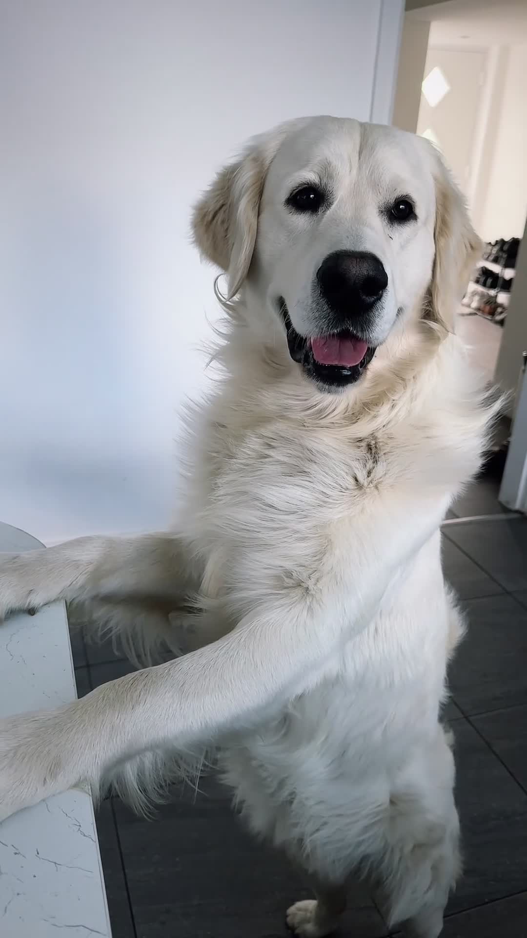 Golden Retriever dogs for stud: PROVEN & FULLY DNA CLEAR, ICT 1 & 2 CLEAR - Video 1