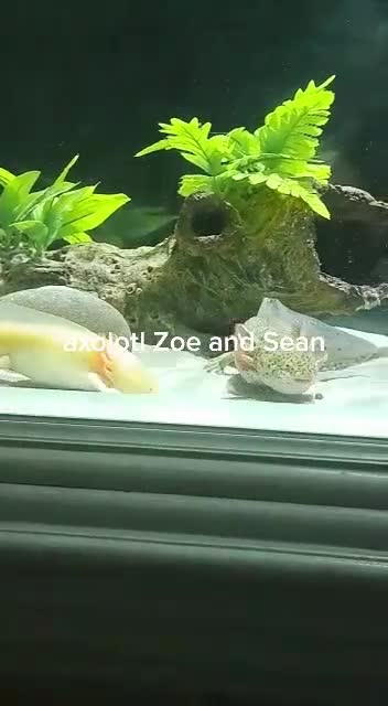 Axolotl reptiles for sale: Axolotl male and female  - Video 1