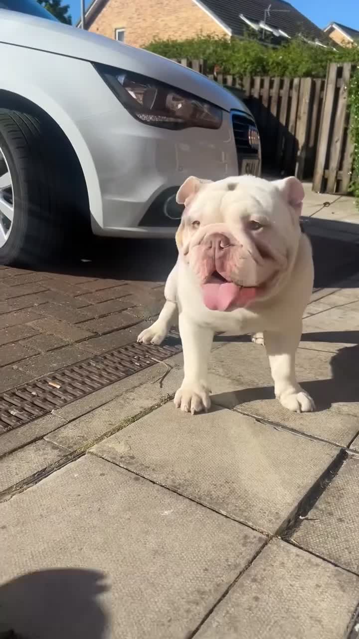 English Bulldog dogs for stud: KC registered lilac tri English Bulldog  - Video 1