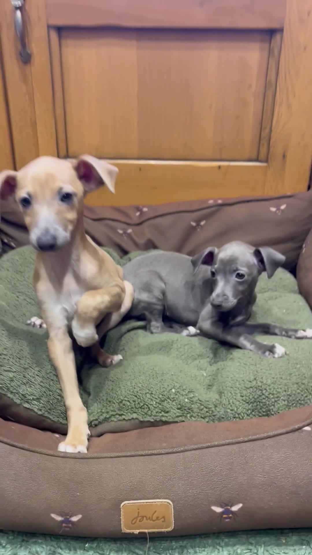 Italian Greyhound dogs for sale: Italian greyhound puppies  - Video 1