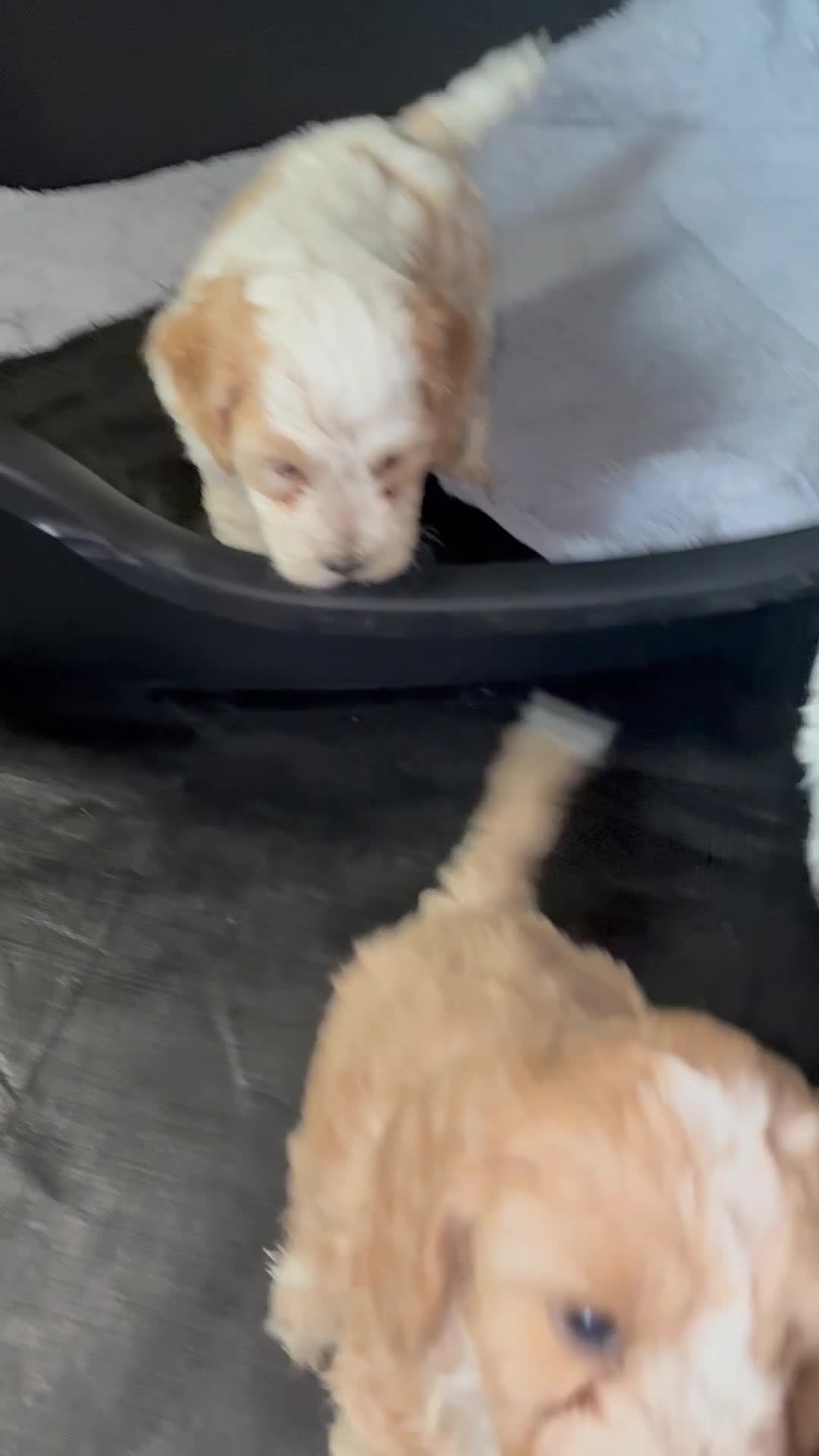 Cockapoo dogs for sale: Our beautiful cockerpoo babies  - Video 1
