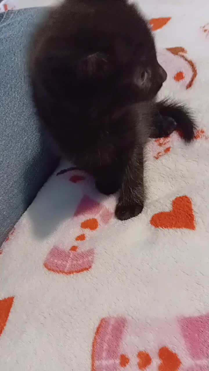 Mixed Breed cats for sale: 2 beautiful black females - Video 1
