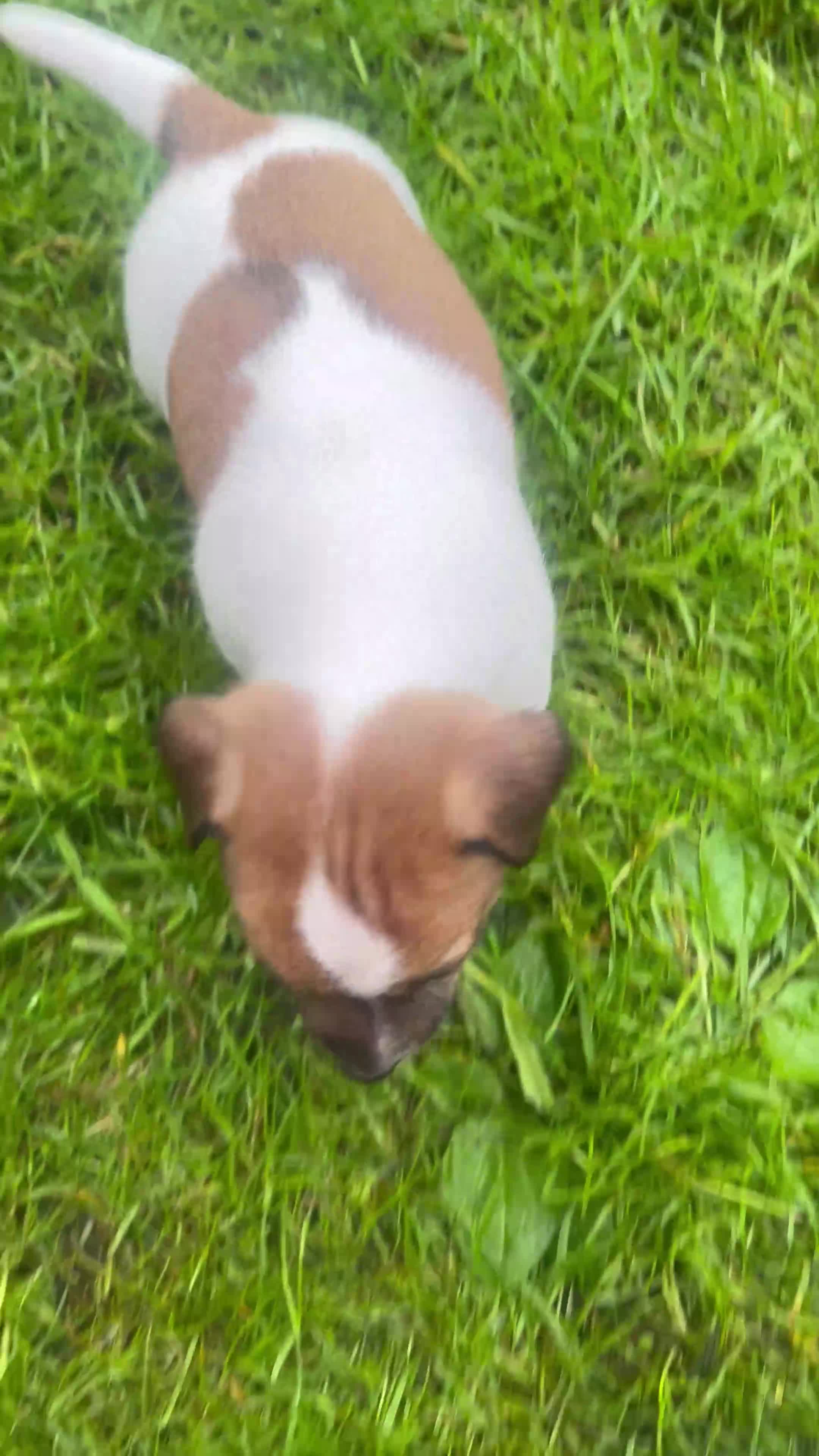 Jack Russell dogs for sale: Pure Bread Jack Russell Terrier  - Video 1