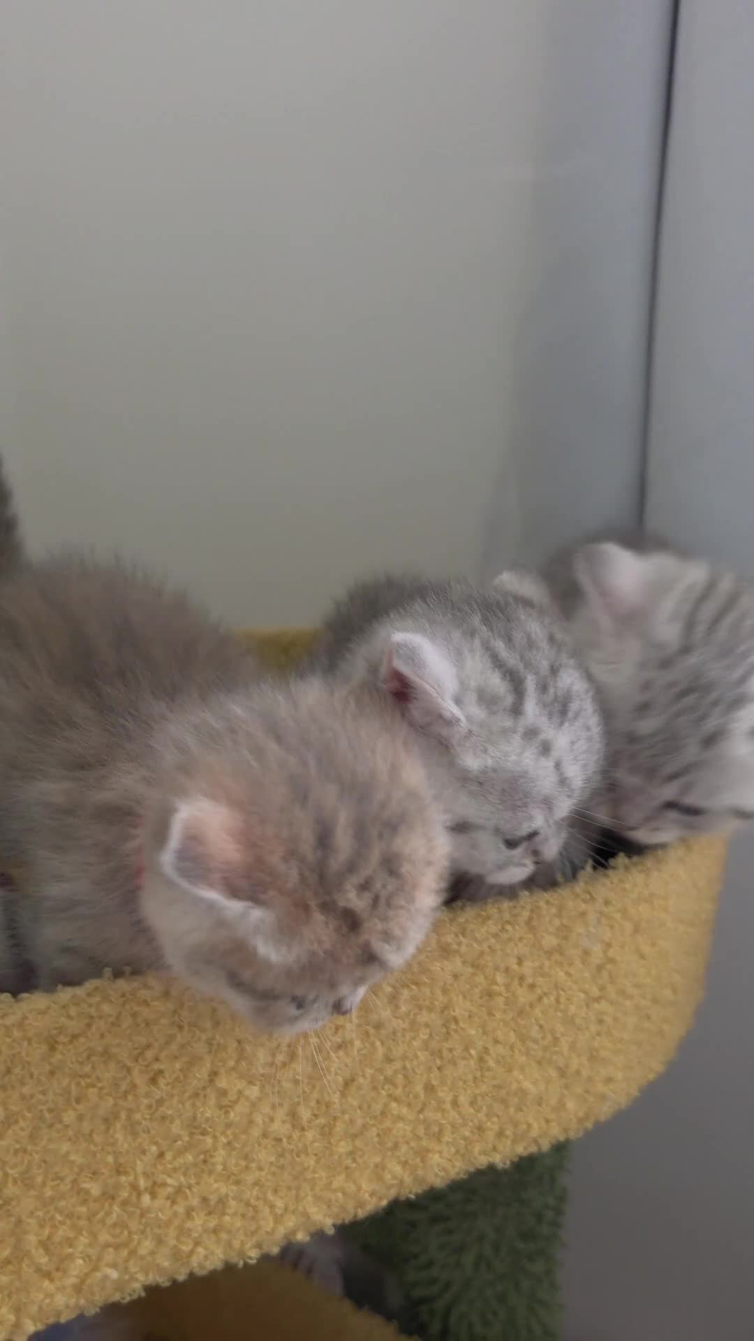 British Shorthair cats for sale: Beautiful Silver Tabby Kittens - Video 1