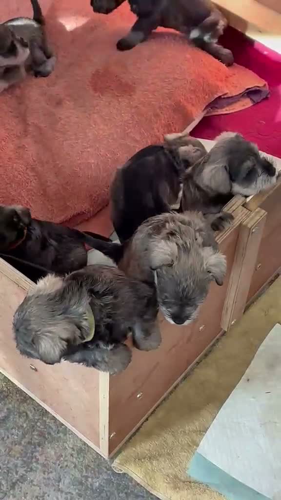 Miniature Schnauzer dogs for sale: Beautiful Mini' Schnau' Puppies in Perth - Video 2