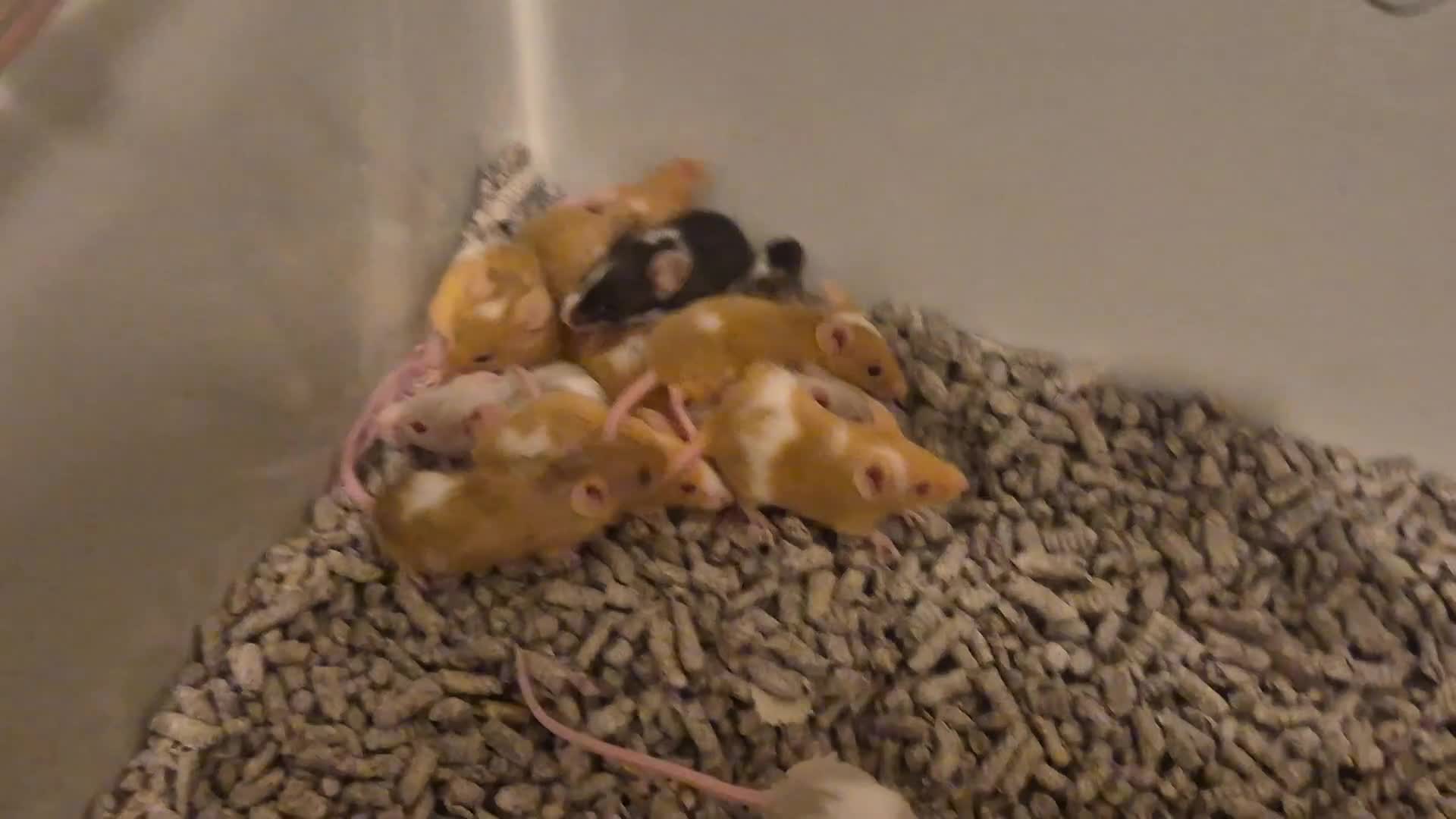 Mouse rodents for sale: Female and male Fancy mice available. - Video 1