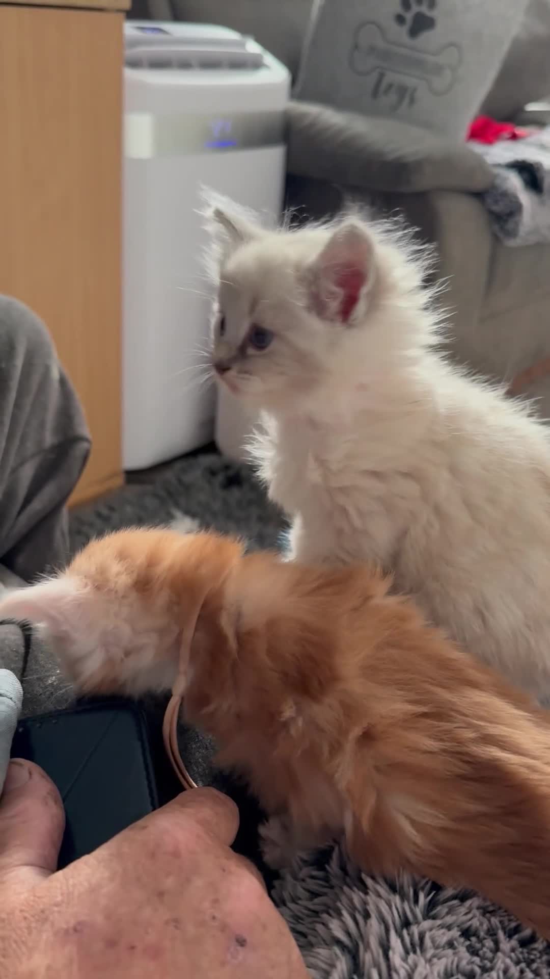 Maine Coon cats for sale: XL Red & White &  black smoke Maine Coon kittens  - Video 1