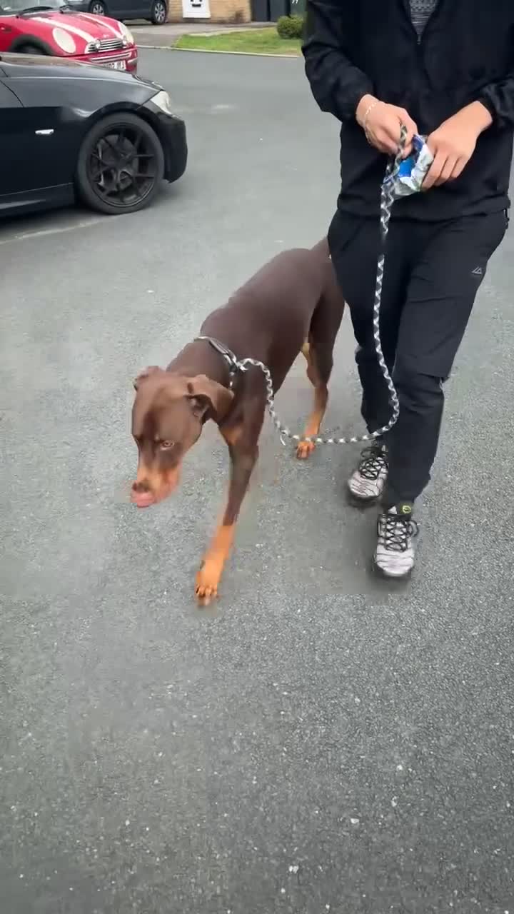 Dobermann dogs for stud: Doberman red&rust stud - Video 1