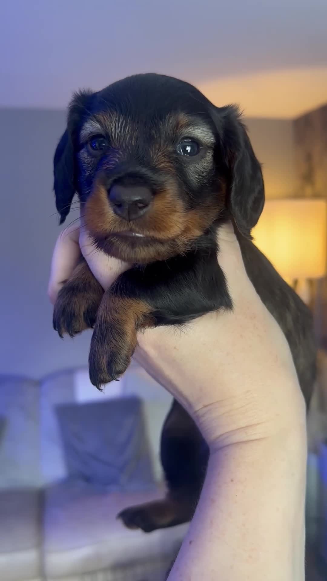 Miniature Dachshund dogs for sale: Long haired miniature daschunds  - Video 1