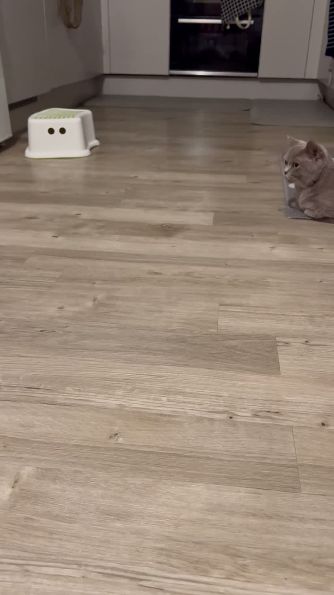 British Shorthair cats for sale: ✨ beautiful black/blue British Shorthair kittens✨ - Video 2